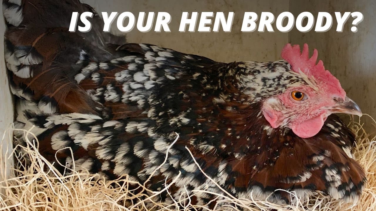 7 Tips for Breaking Broody Chicken Behavior