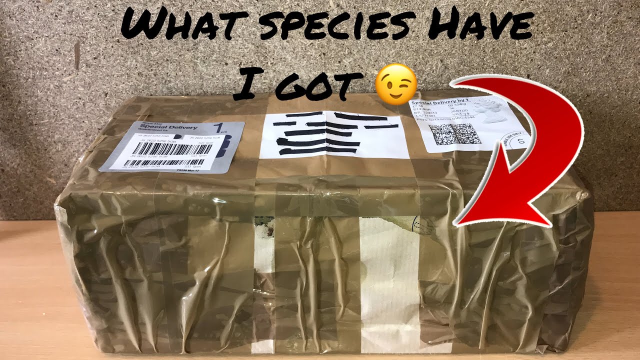 Buthidae Scorpion Unboxing