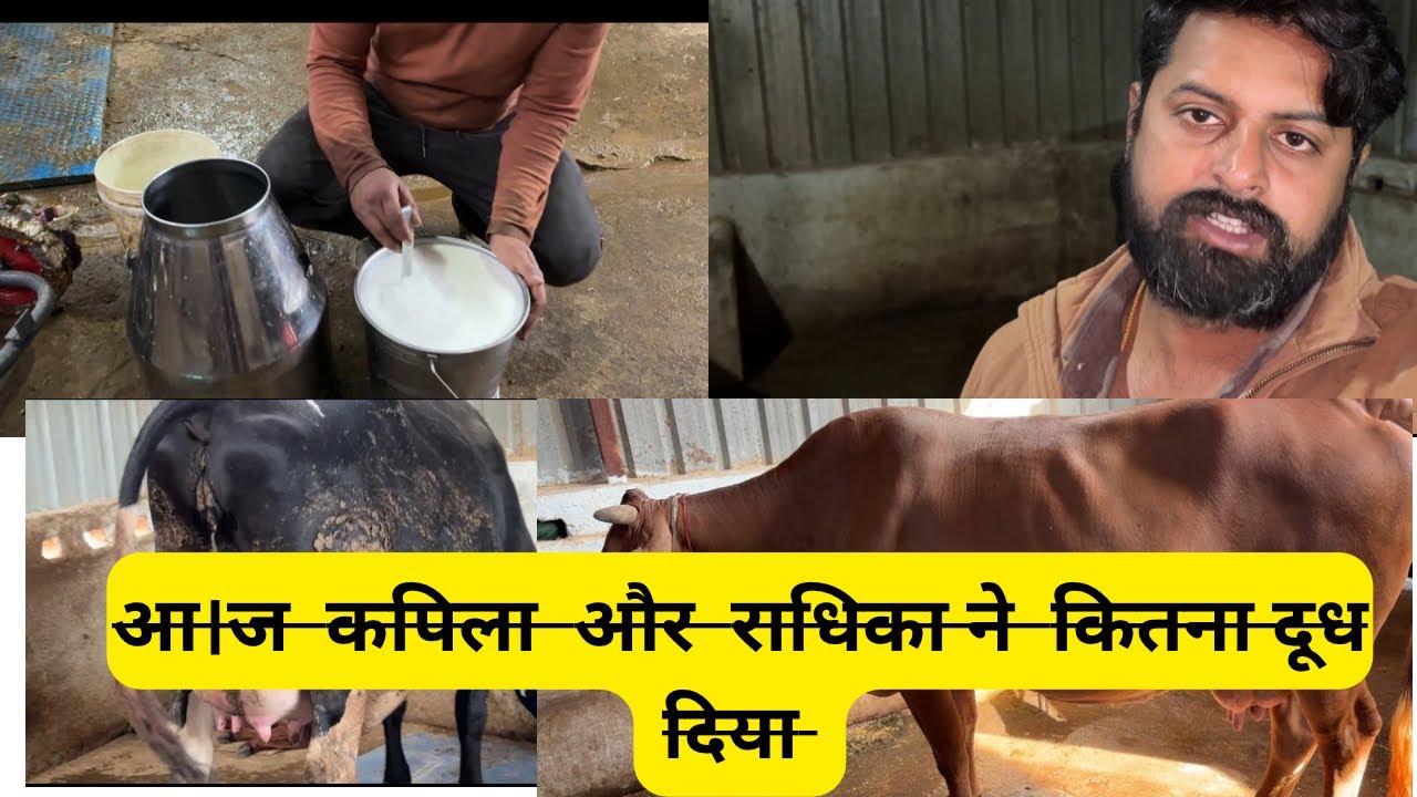 आज कपिला और राधिका ने इतना दूध दिया || Today Kapila and Radhika gave this much milk