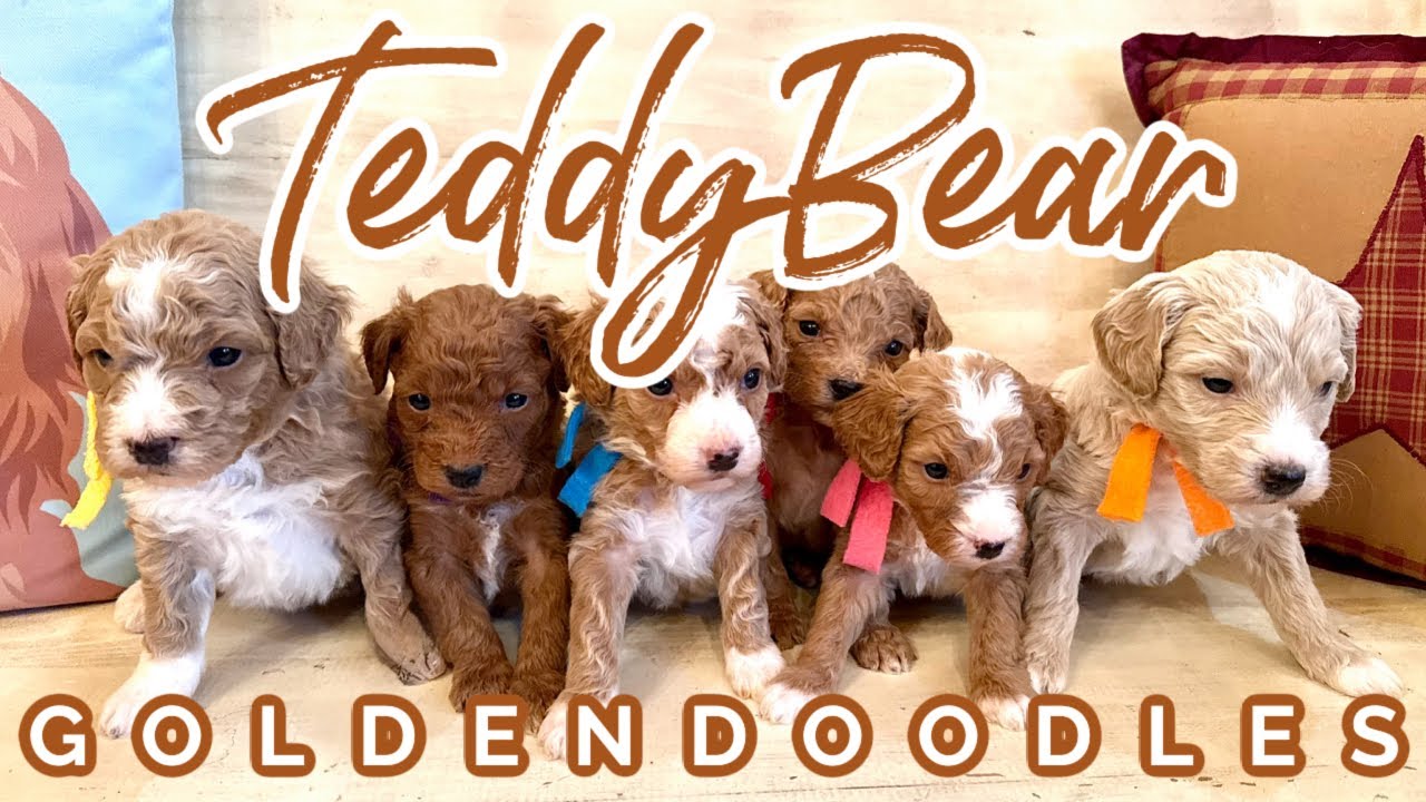 TeddyBear Mini Goldendoodles || Lilly & Jack || 4 wks old || 
