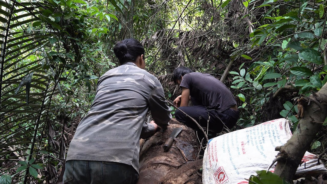 Nutritious food in rotting trunks, Survival Instinct, Episode 25