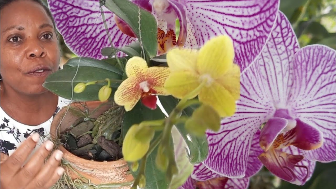 Como fazer sua orquídea phalaenopsis dar mudas. 