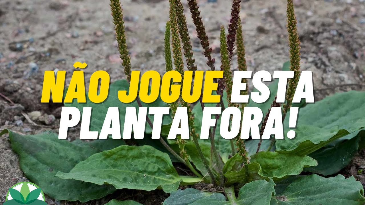Problemas respirat&oacute;rios? Conhe&ccedil;a a planta que vai solucionar o seu problema!