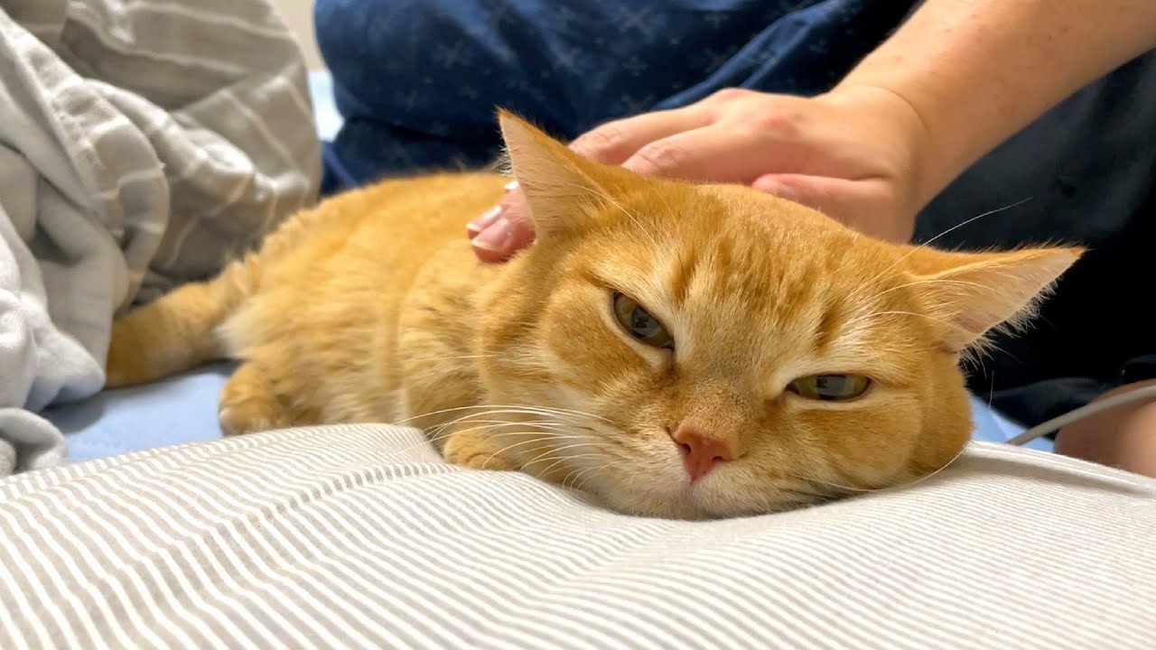 パパとママに撫でられたときの愛猫の反応の違いが…泣