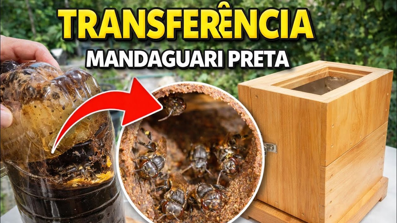 Transferência de Mandaguari preta (scaptotrigona postica) do ninho isca para caixa impa 