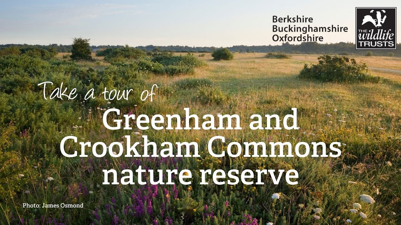 Take a tour of Greenham and Crookham Commons