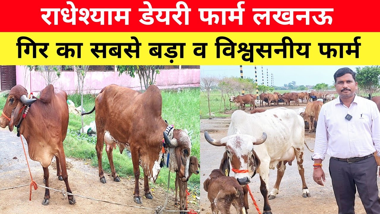 🚩राधेश्याम डेयरी फार्म पर टॉप गिर गुजरात से आई उपलब्ध | gircow | radheshyamdairy | #gir |  #cow 