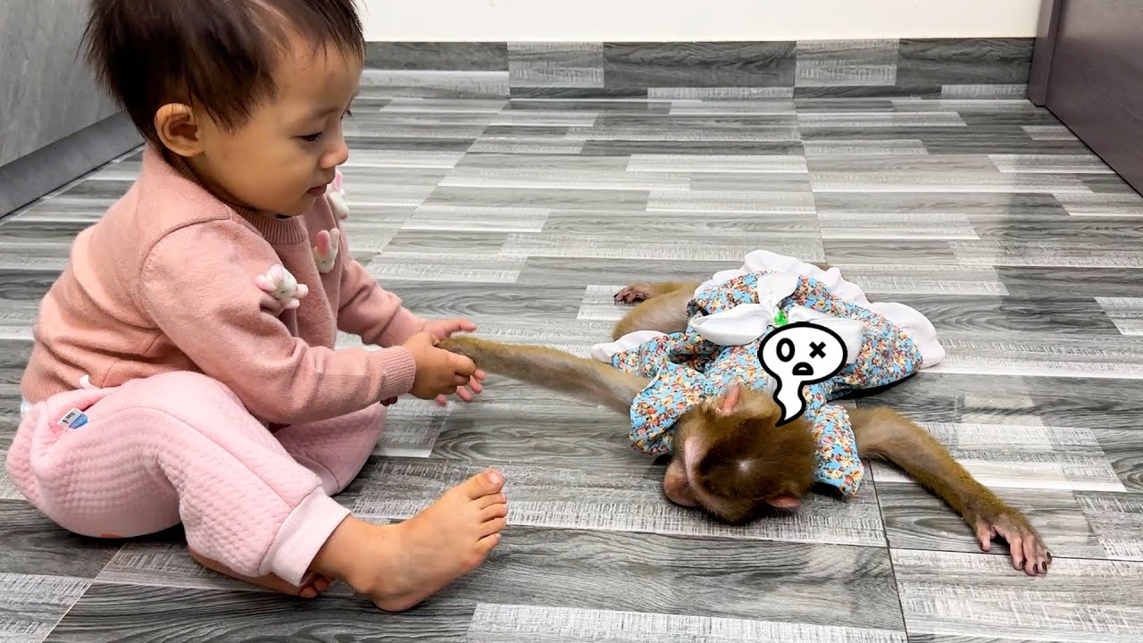 Monkey Kaka Simulating Fainting to Attract Mother and Diem's Concern