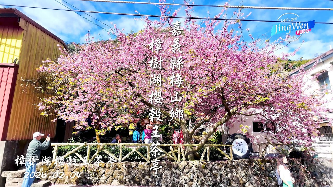 2026 02 04 嘉義縣梅山鄉 - 樟樹湖櫻穀王茶亭