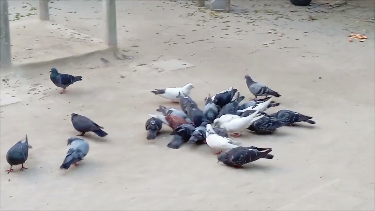 পায়রাগুলো  সকাল বেলা খাবার খেতেই ব্যস্ত 