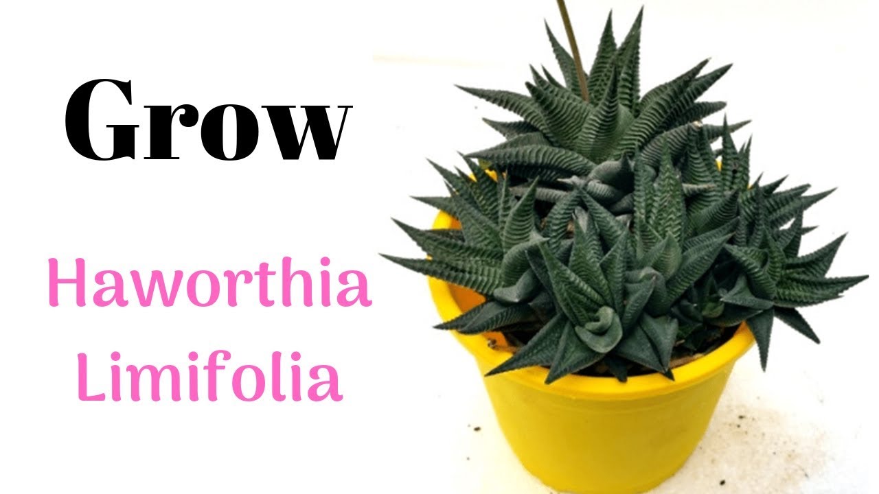 Grow Haworthia Limifolia || Grow From Pups