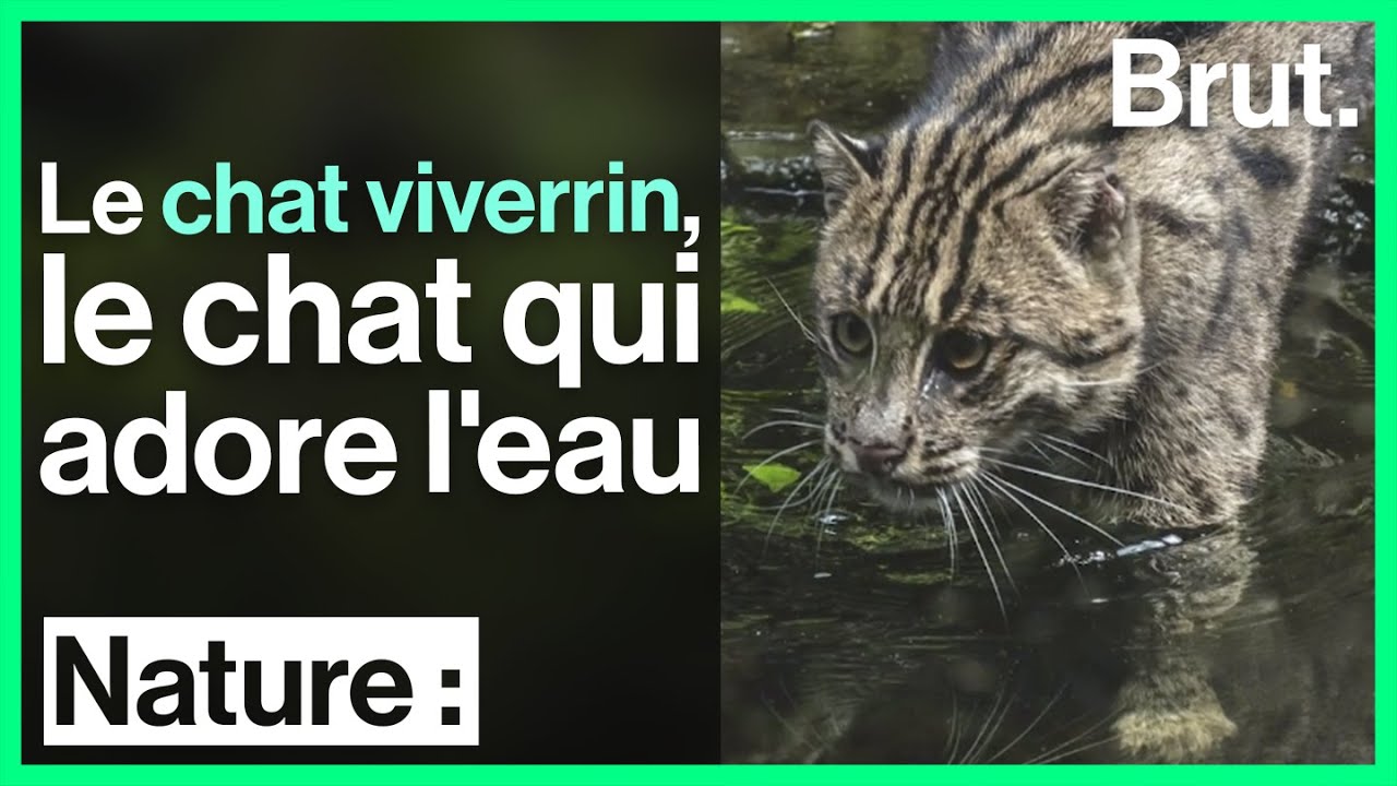 Le chat viverrin, un félin très à l'aise dans l'eau