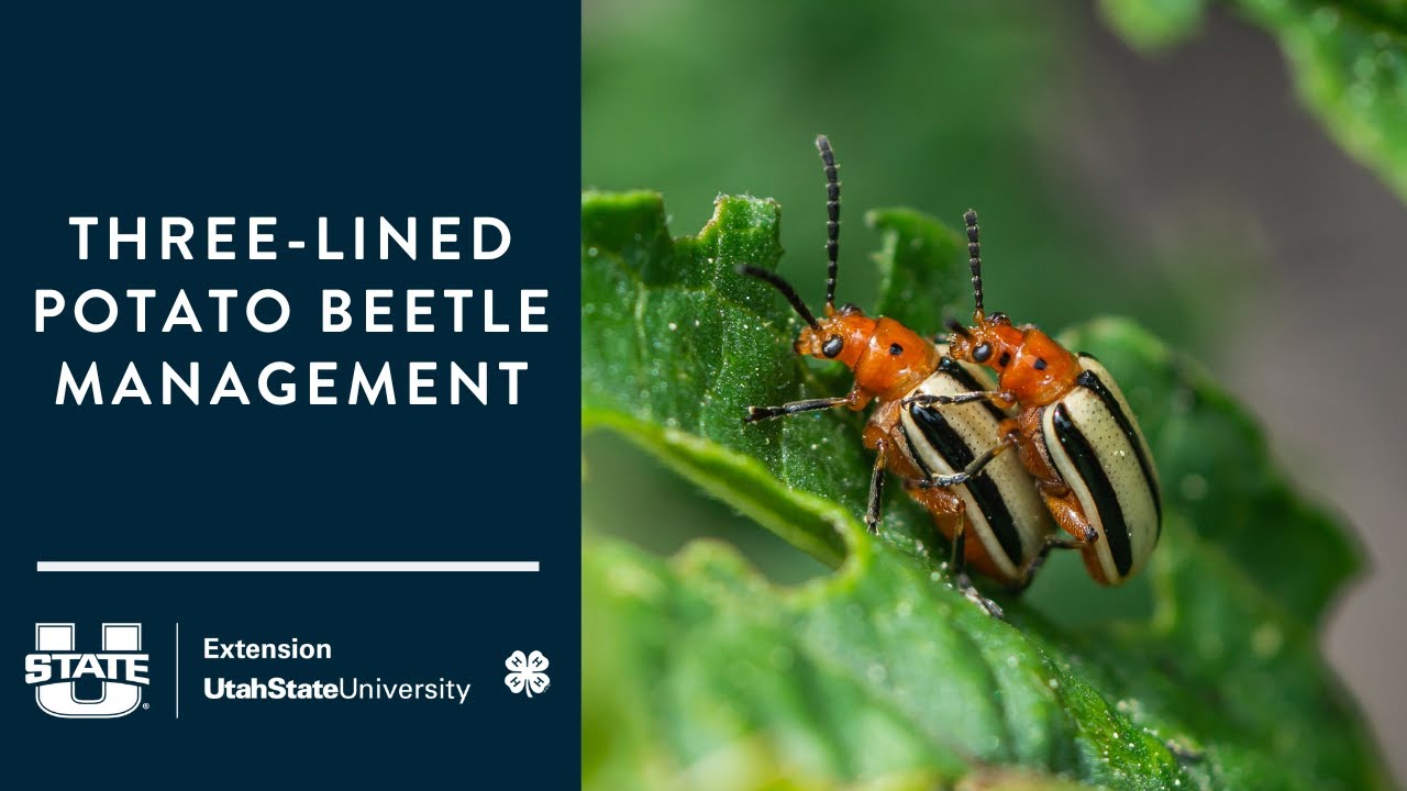 Three-Lined Potato Beetle Management