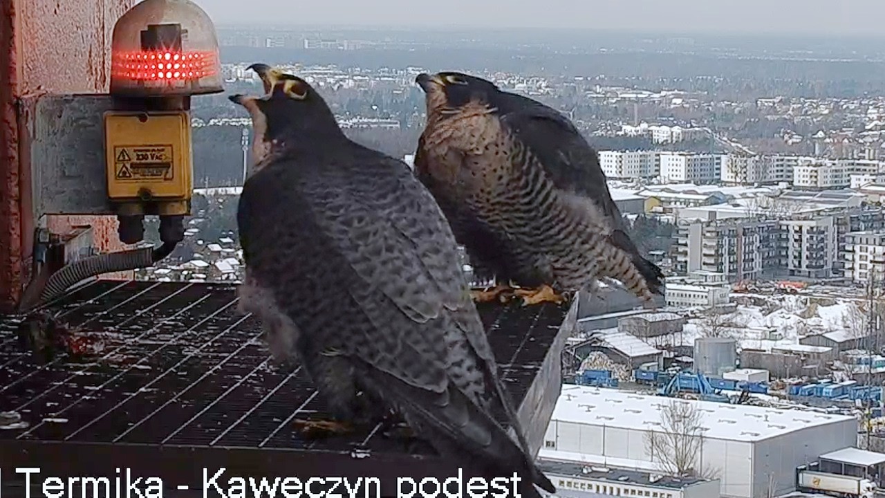 Spotkanie Czarnooka i Apasz 11 02 2026 Kawęczyn sokoły wędrowne