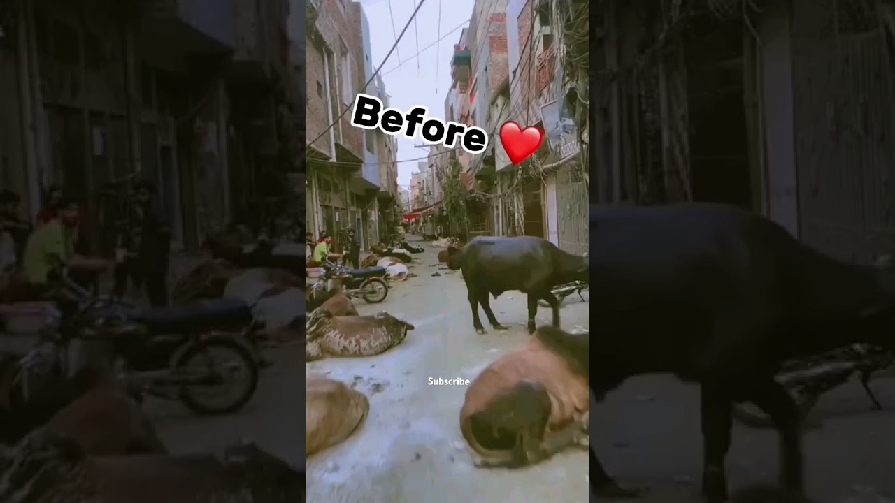 Bakra Eid before and after😢#bakraeid2024#emotional#cowlover#qurbani#eiduladha2024#trending#viral#yt