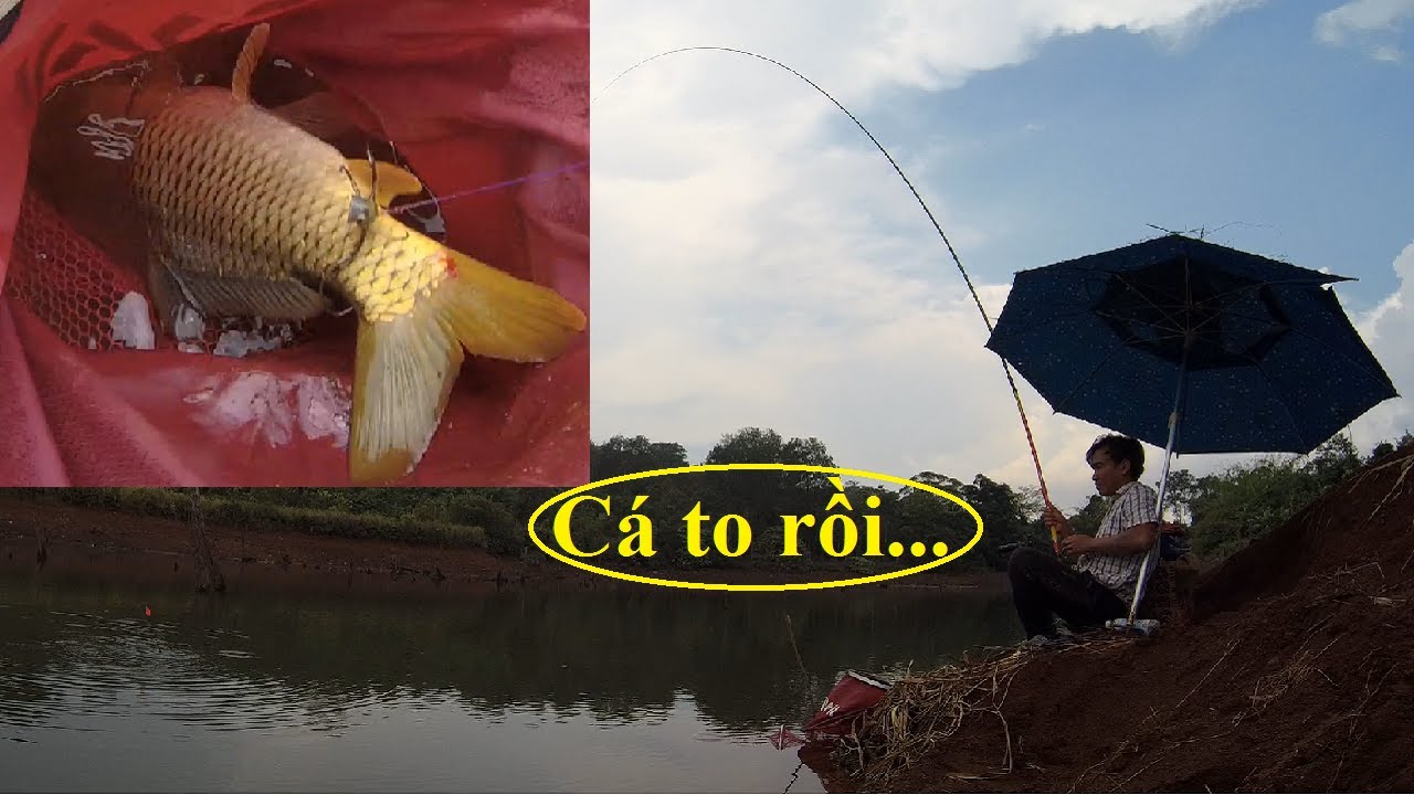 Cá rít cước Max phê | Pha đánh lục bằng cần tay bá đạo PHÊ KHÔNG TƯỞNG