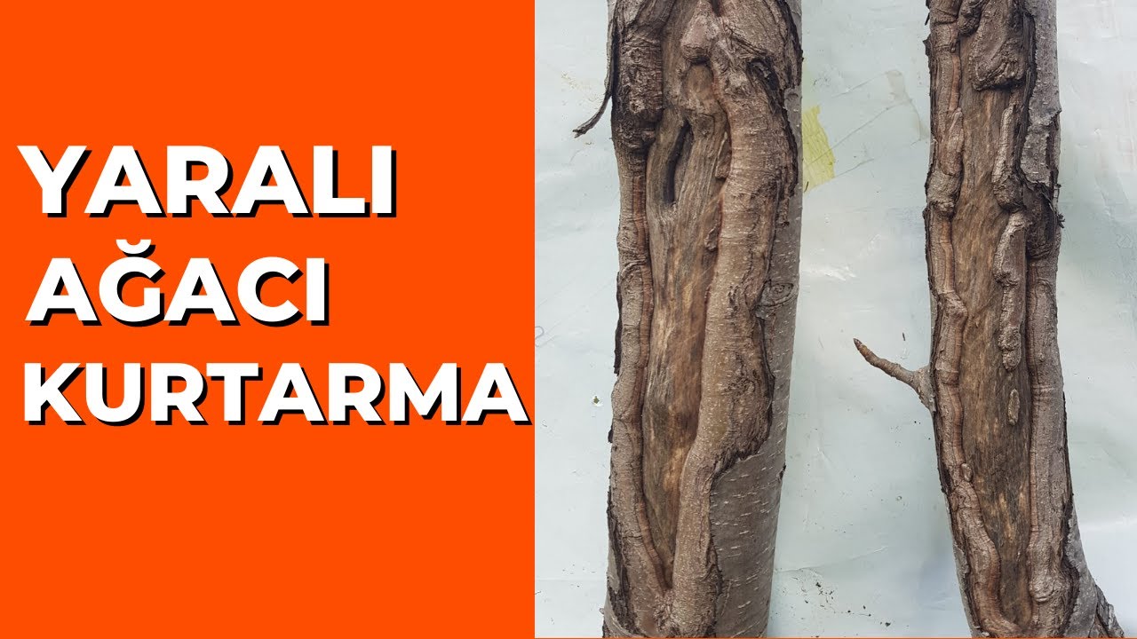 YARALI Ağaç Nasıl Kurtarılır ?   yöntemi çokk kolay.