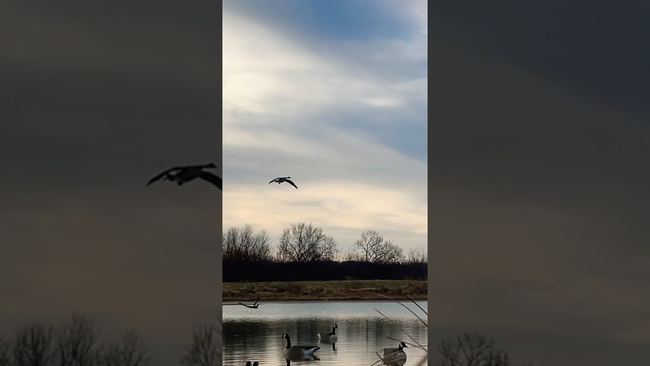 Single Goose Committed | Goose Hunting 