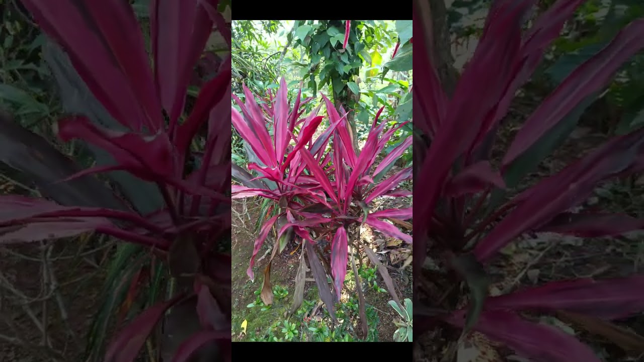തറവാട്ട് വീട്ടിലേക്കുള്ള വഴിയും ചെടികളും 🌾