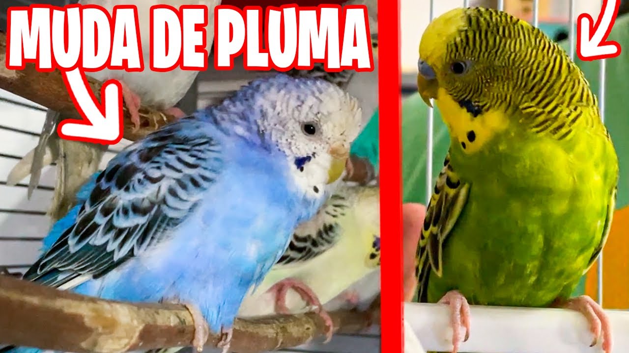 TODO SOBRE LA MUDA DE PLUMA EN PERIQUITOS