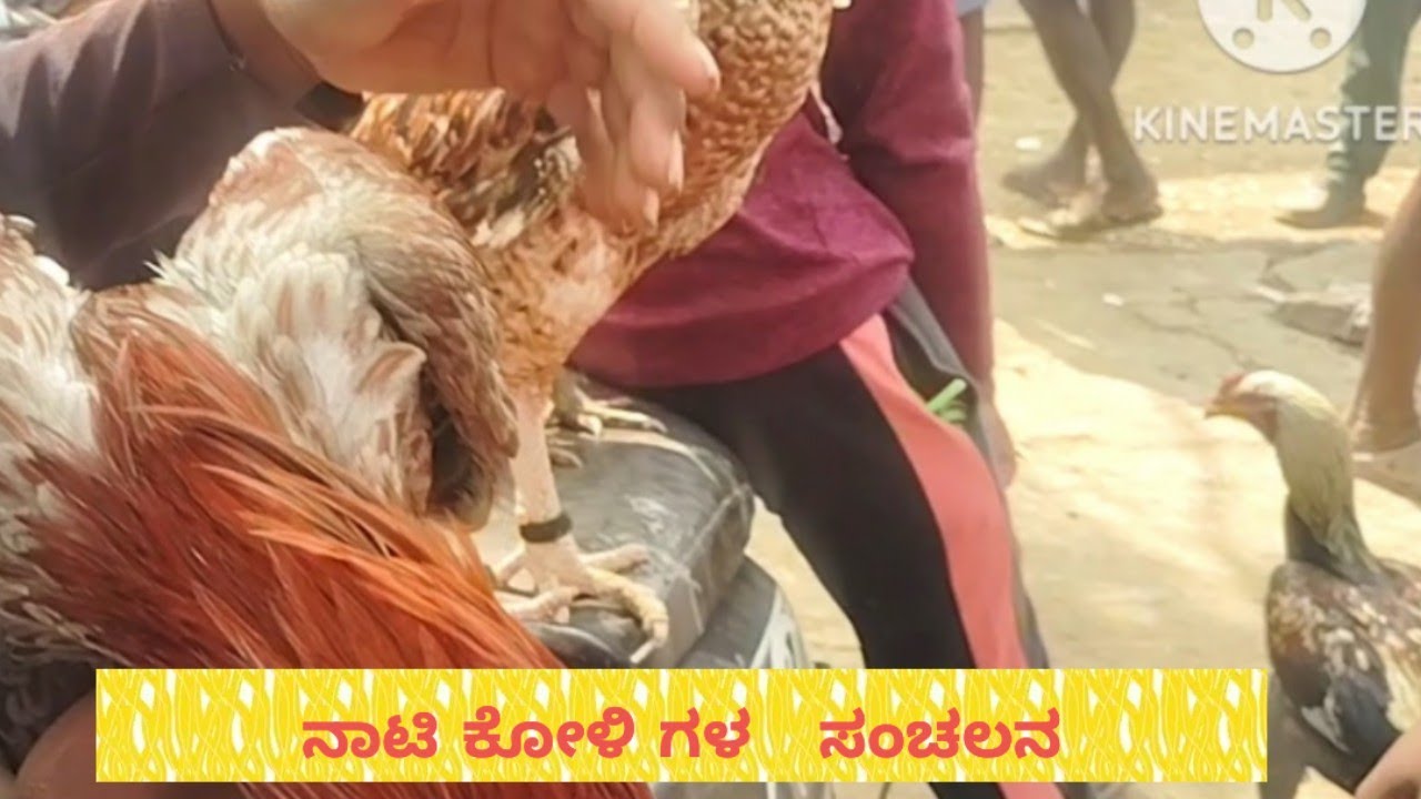 ನಾಟಿ ಕೋಳಿಗಳ ವಿಸ್ಮಯ akkirampura@ tumkur kala madhyama