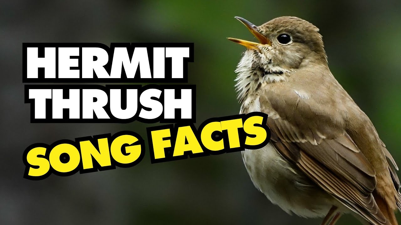 Fun Facts About the Beautiful Hermit Thrush Song