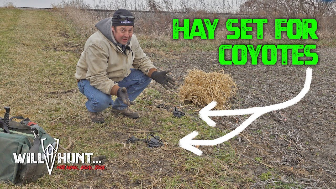 Hay Set for COYOTES in TERRIBLE weather