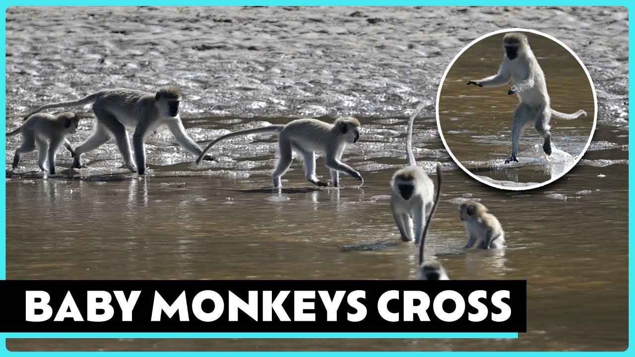 Baby Monkey Adventures!