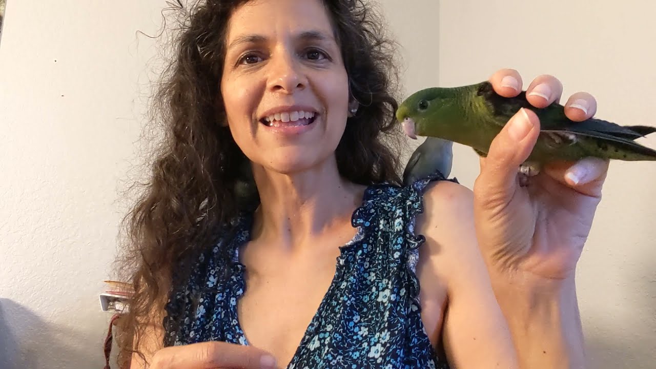 Do Linnies Make Good Pets? #Parrot_Bliss