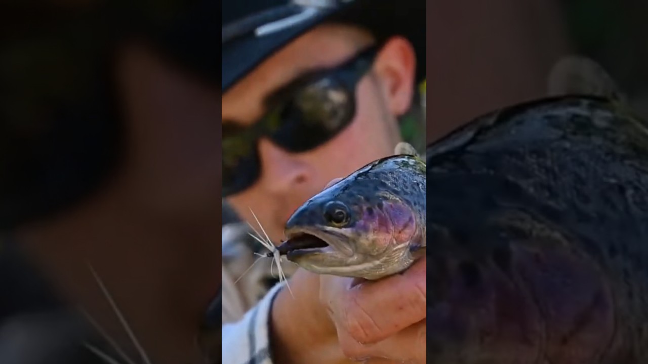 Remote wild Trout caught on fly #troutfishing #highcountry #kosciusko