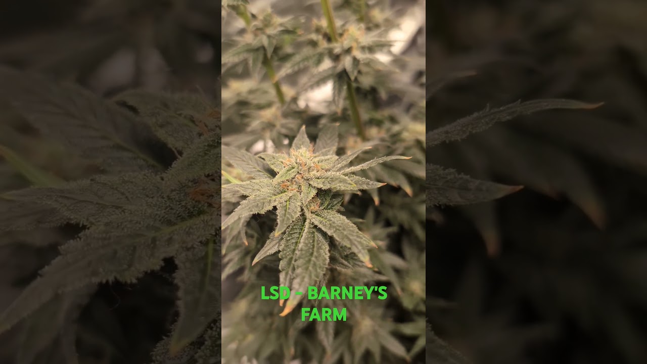 LSD - Barney's Farm #grow #gardening  #hydroponics #lsd #exoticgenetix #marshydro #seedtoharvest