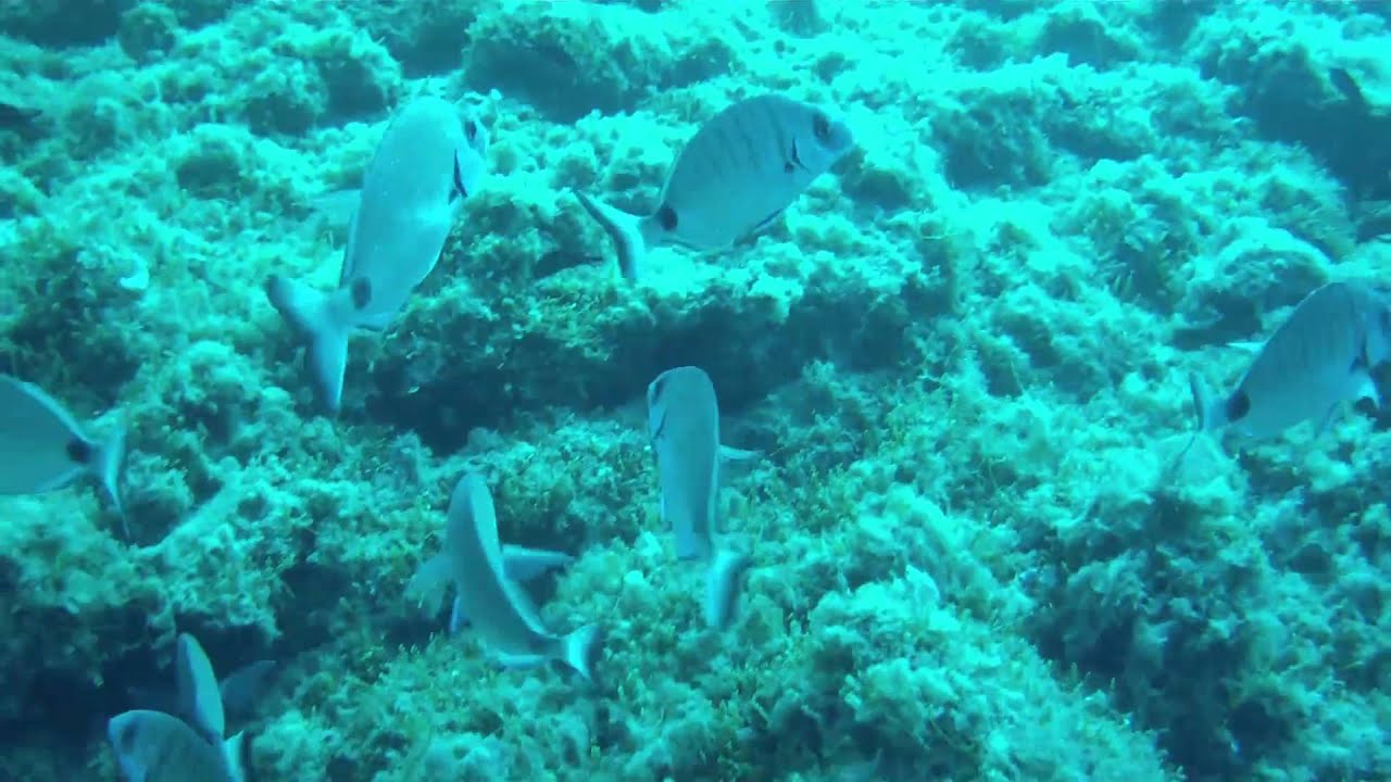 BUCEO CON DENTONES BENIDORM 31-07-2012