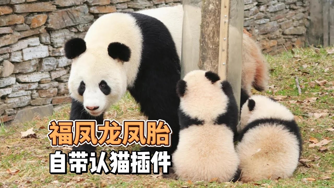 福凤首胎就生双胞胎断带肩带+粉鼻头超好认，外婆阳阳更是圈养熊猫独育双胞胎的狠角色