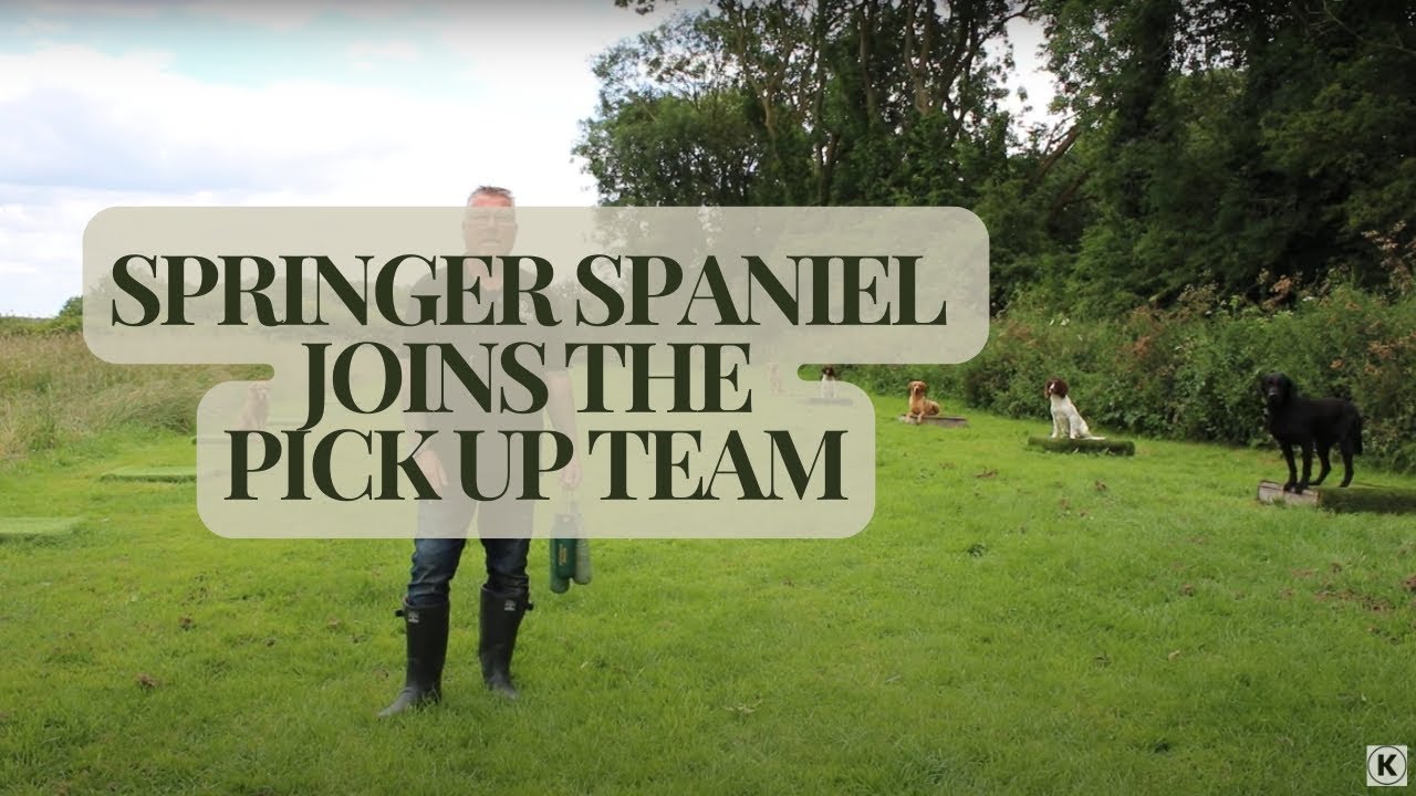 Adding another dog to your pack of gundogs...