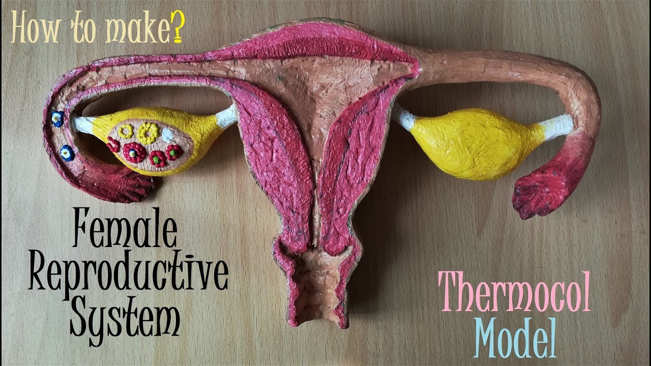 Making Female Reproductive System Model | Holiday Homework