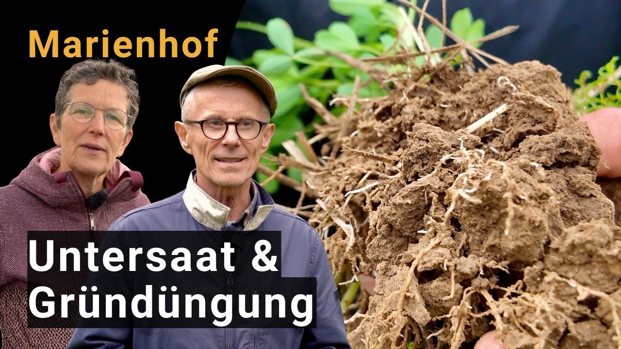 Zwischenfrüchte, Untersaaten & Gründüngung – Praxiserfahrungen des Marienhof Esperde, Emmerthal