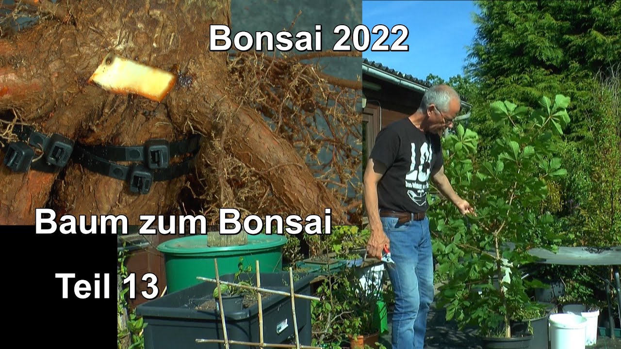 Bonsai 2022 Teil 13 Baum zum Bonsai machen und wie geht das? Kastanie wird zum Bonsai vorbereitet