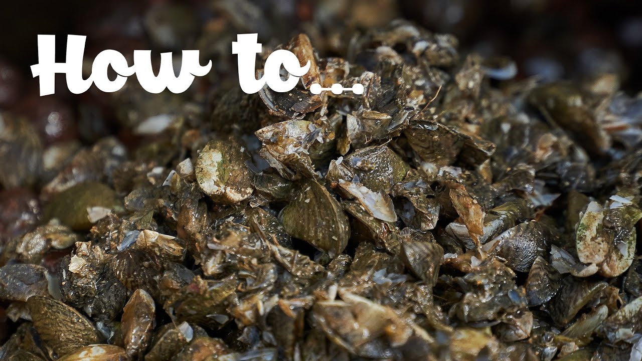 How To CATCH CARP USING ZEBRA MUSSELS with Mark Bryant