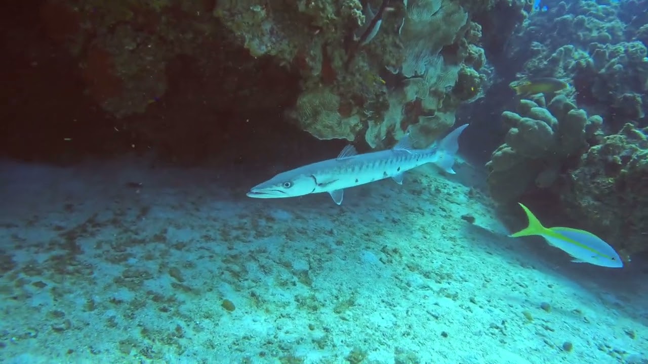 Shore dive at Eden Rock and Devil’s Grotto, Grand Cayman