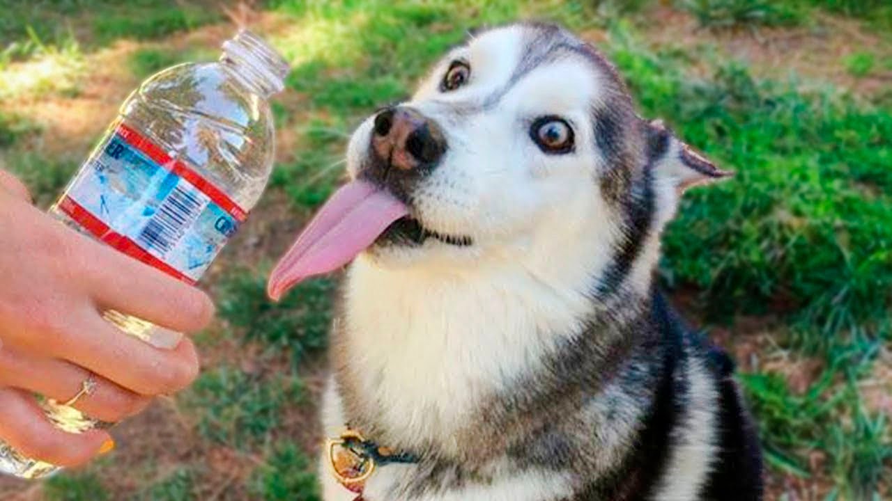 Funny Animal Videos 2024 😇 - Funniest Dogs and Cats Videos 😁