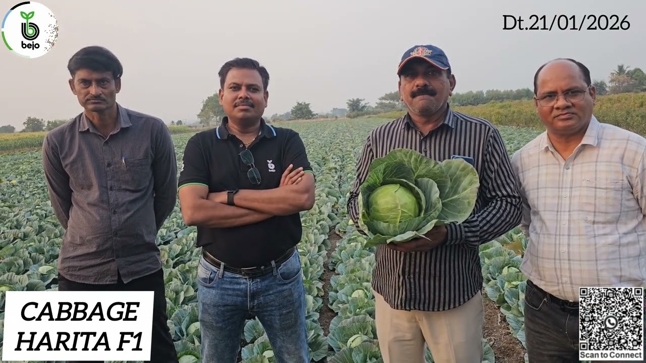 Bejo seeds Cabbage HARITA in saurashtra area. #agriculture #farmer #Cabbage Seeds HARITA