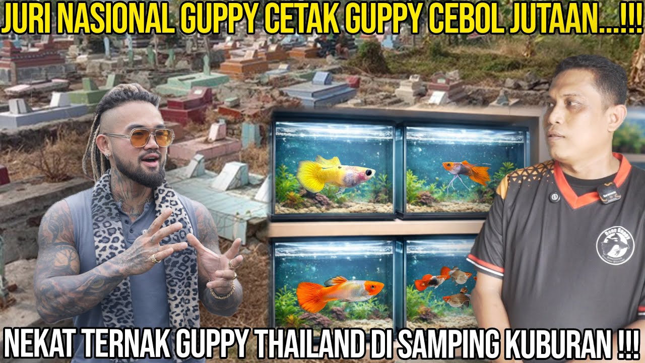 JURI NASIONAL GUPPY CETAK GUPPY CEBOL JUTAAN...!!! NEKAT TERNAK GUPPY THAILAND DI SAMPING KUBURAN
