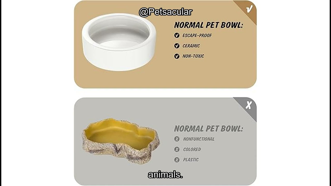 Reptile Food Dish Bowl Review: Is It Worth It for Your Lizard, Gecko & Small Pets?