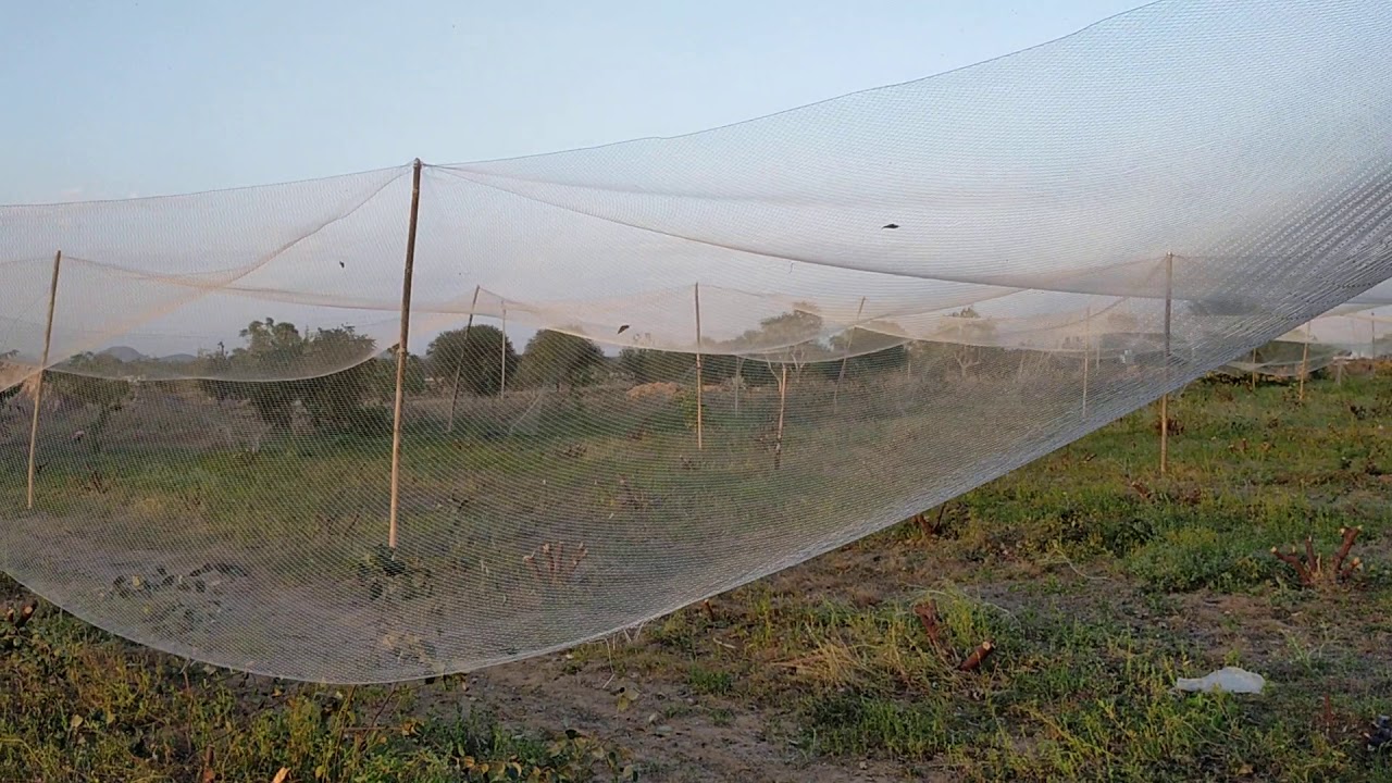 Anti bird net, full details, shiv shankar karshi farm jaipur Rajasthan