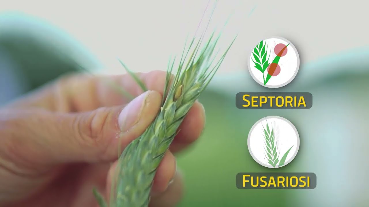 Giornate in Campo 2022 | Difesa del frumento