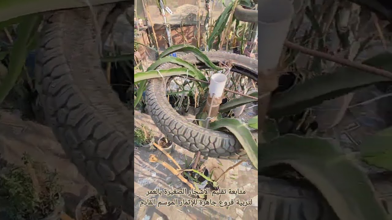 متابعة تقليم الاشجار الصغيرة بالعمر لتربية فروع جاهزة للإثمار الموسم القادم إن شاء الله