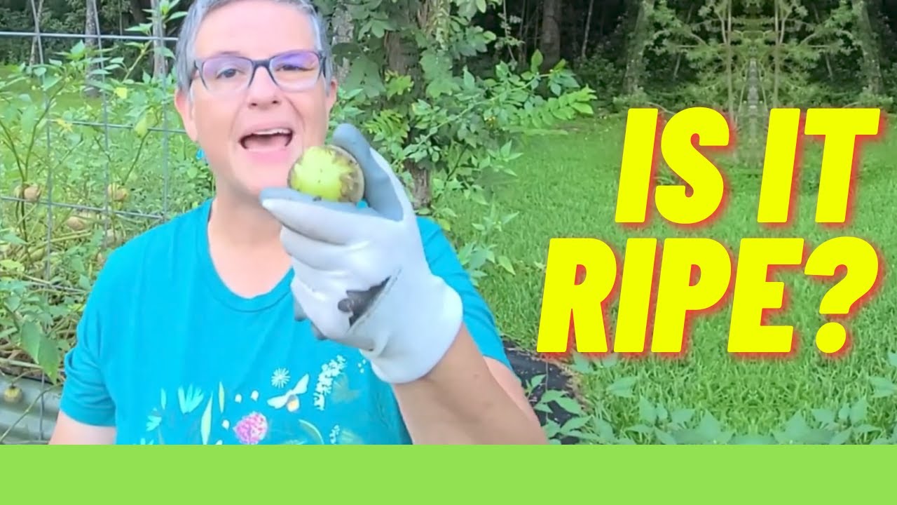 When To Harvest Tomatillos?