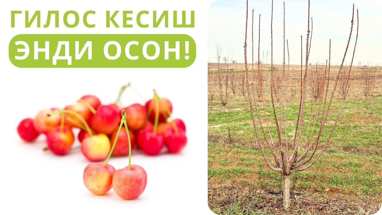 ГИЛОС ДАРАХТЛАРИНИ ЯНГИ УСУЛДА КЕСИШ!