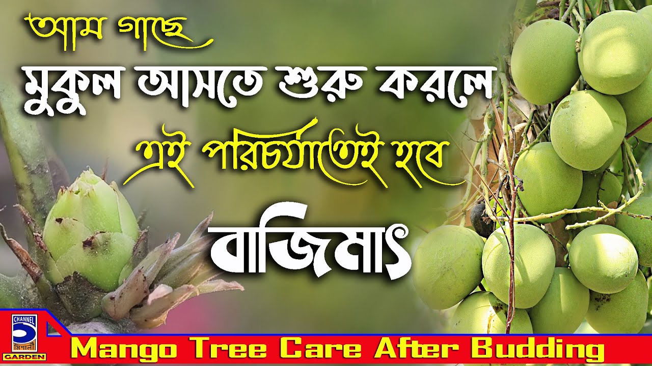 আম গাছে মুকুল আসতে শুরু করলে যা যা করতেই হবে ! Mango tree care after budding !