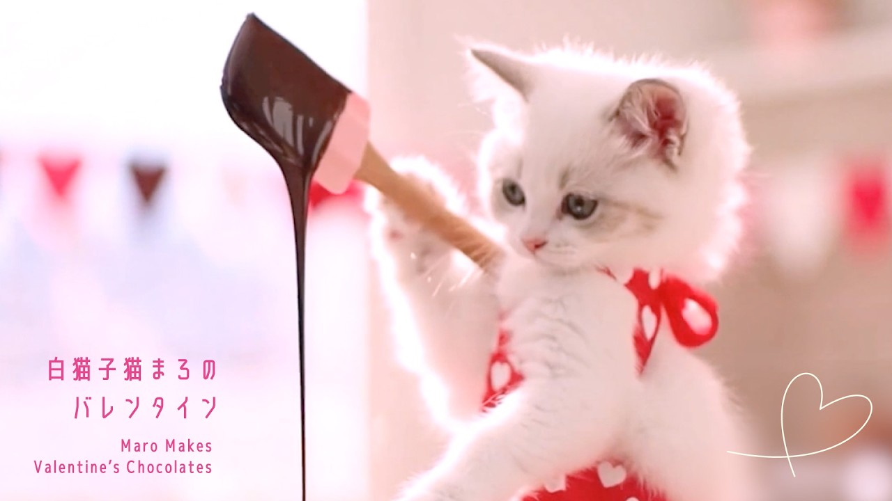 白猫子猫まろのバレンタイン💝🍫Maro Makes Valentine’s Chocolates